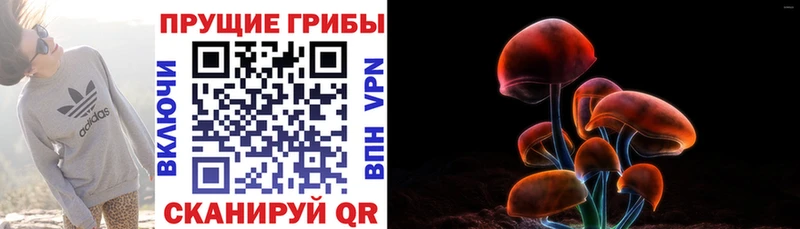 купить   Сурск  Псилоцибиновые грибы мицелий 